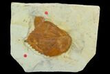 Two Fossil Leaves ( Zizyphoides And Beringiaphyllum) - Montana #120770-1
